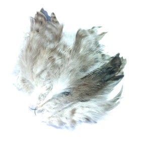 Hane saddle fjer Natur grizzly