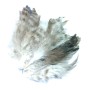 Hane saddle fjer Natur grizzly