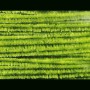 Fine Chenille Light Olive