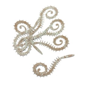 Spiked tail brown M