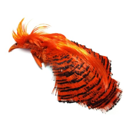 Guldfasan orange Tippet og Crest komplet hoved