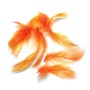 Mallard flank fjer Fl. Orange