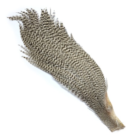 Hareline half cape Grizzly natur