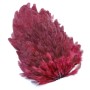 Whiting 4b høne saddle Claret