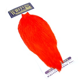 Whiting american hane nakke Orange