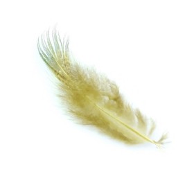 Fasan rump fjer Golden yellow