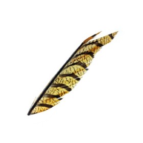 Amherst fasan hale stykke Sunburst