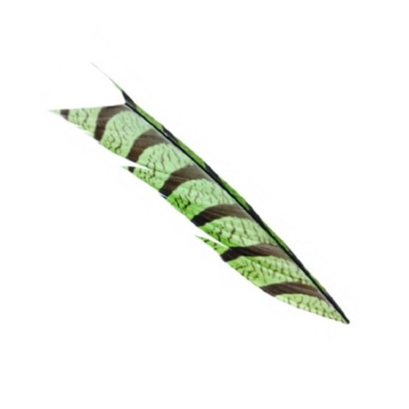 Amherst fasan hale stykke Chartreuse