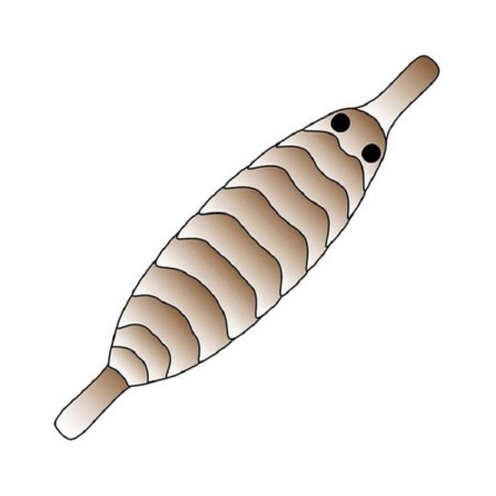 Pro Gammarus Shell Back str. S - Brun