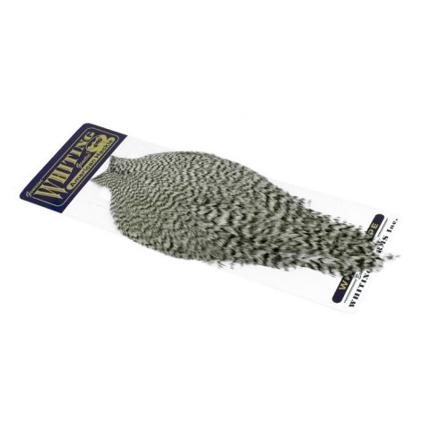 Whiting Grizzly american