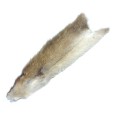 Muskrat halvt skind Natur