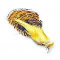 Guldfasan hoved, komplet med tippet og crest